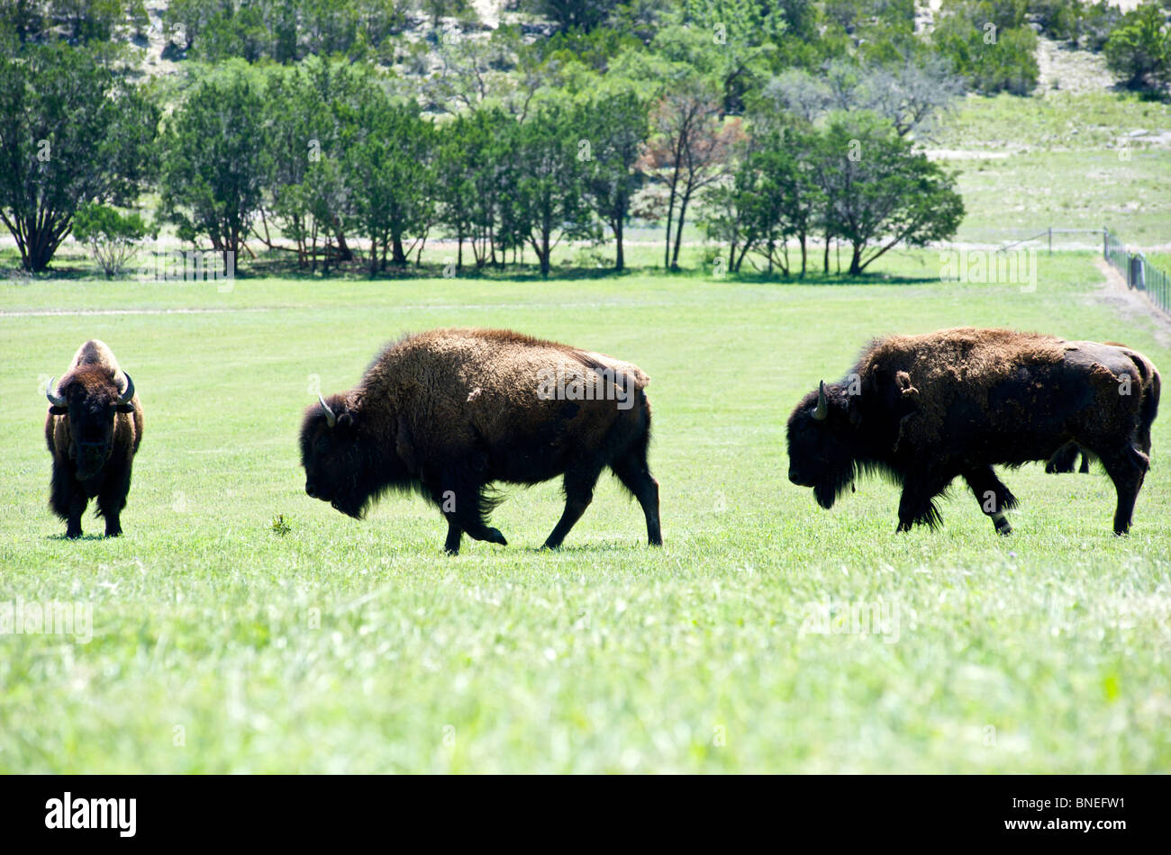 Bisons grasen Hill Country, Texas, USA Stockfoto