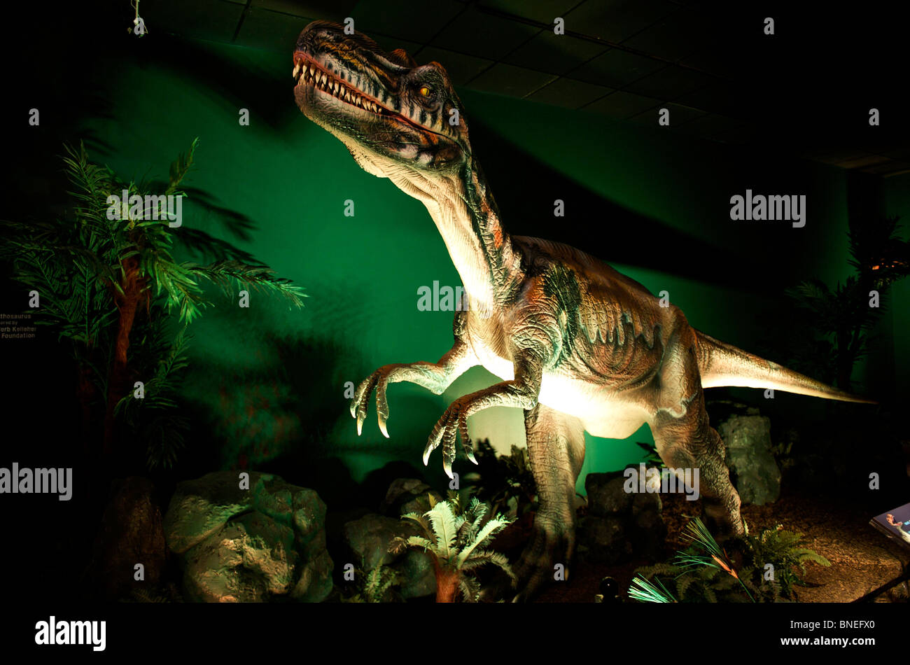 Skulptur von Velociraptor bei Witte Museum mit Dinosaurier-Ausstellung in San Antonio Texas, USA Stockfoto
