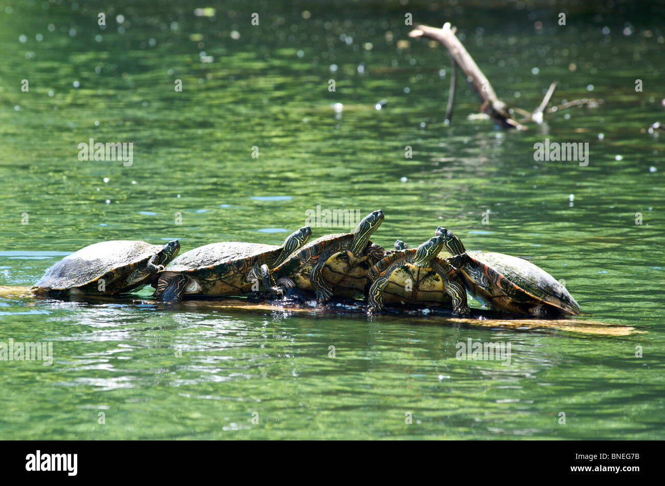 Schildkröten, die Warteschlangen auf hölzernen Planck in Colorado River Zilker Park Austin, Texas, USA Stockfoto