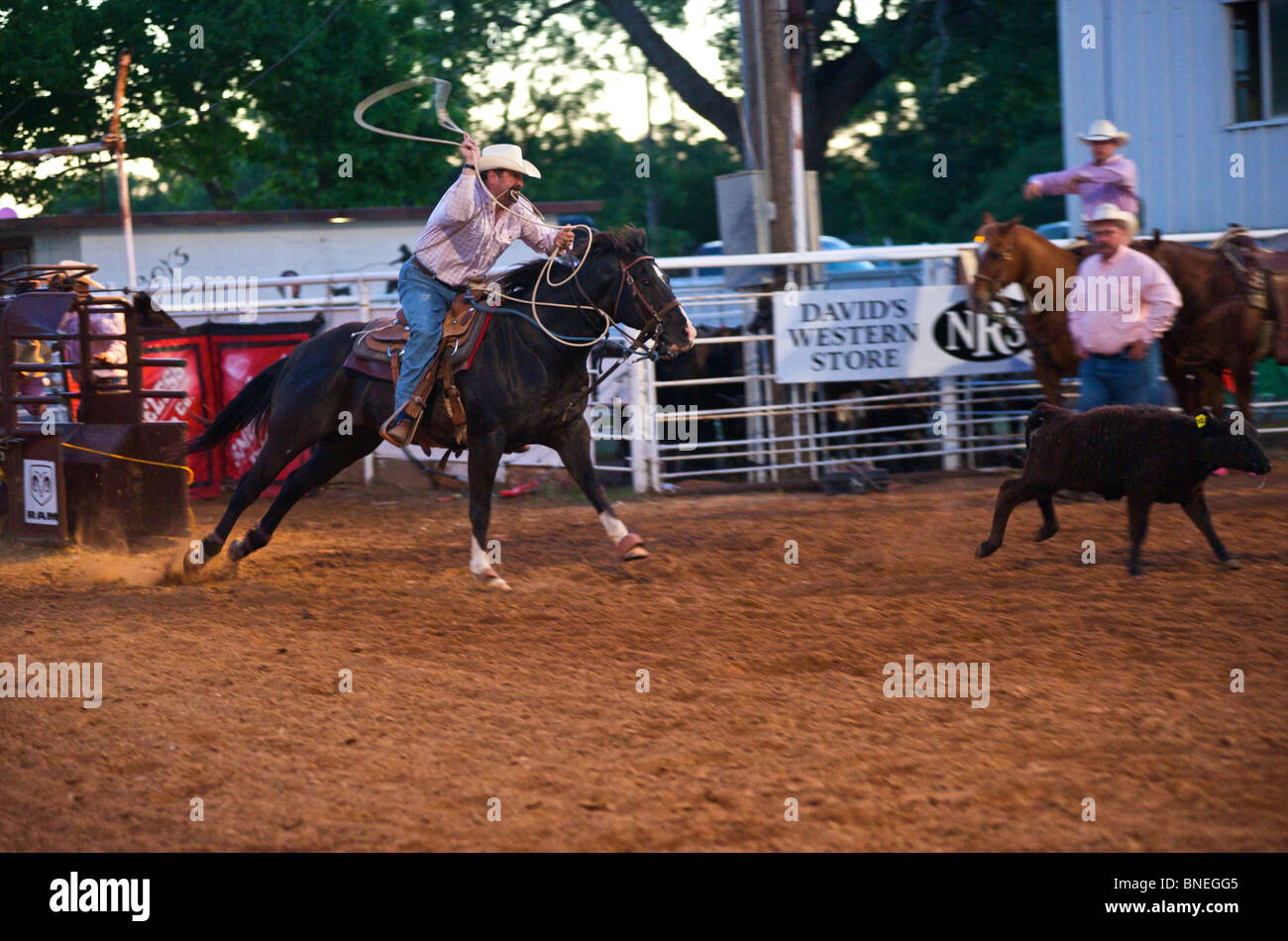 Cowboy roping Kalb PRCA Rodeo Event in Bridgeport, Texas, USA Stockfoto