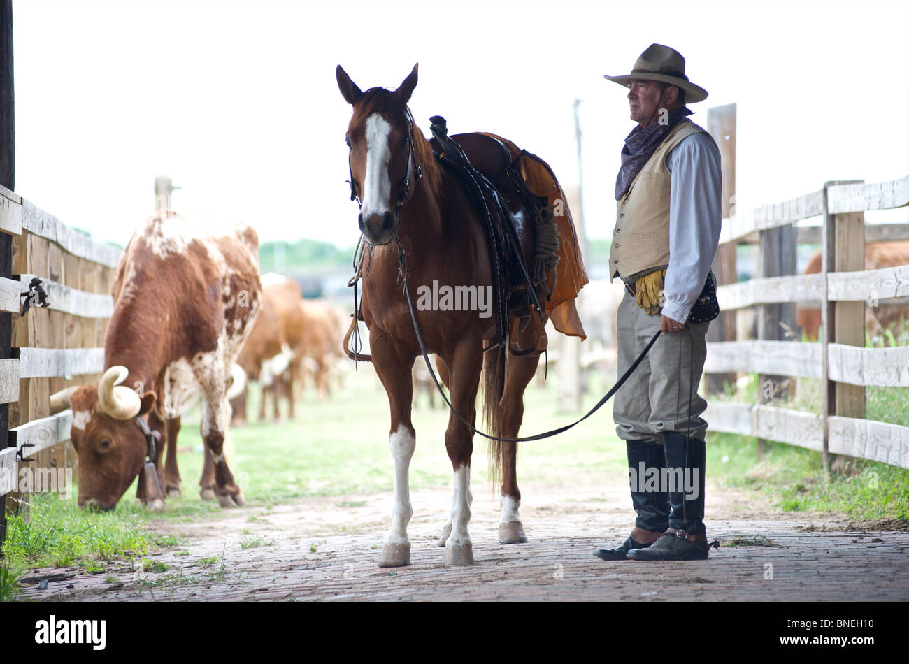 Cowboy mit Longhorns auf Ranch im Viehhof in Fort Worth, Texas, USA Stockfoto