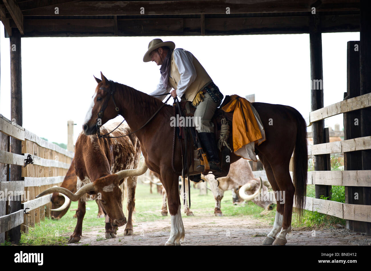 Cowboy Pferd mit Longhorn auf Ranch zu sitzen, auf dem Parkplatz in Fort Worth Texas, USA Stockfoto