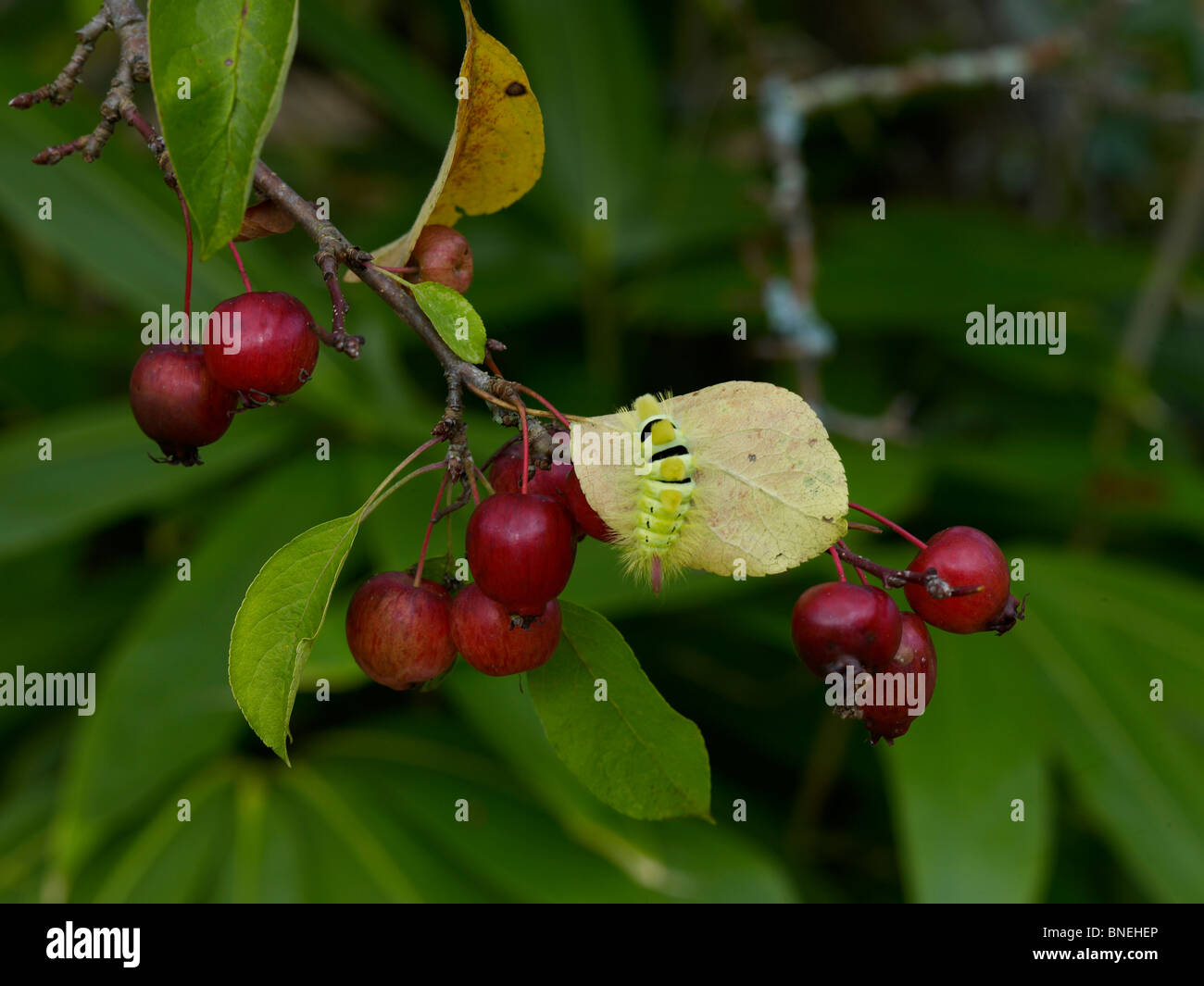 Malus im Herbst mit blassen Tussock-Raupe Stockfoto