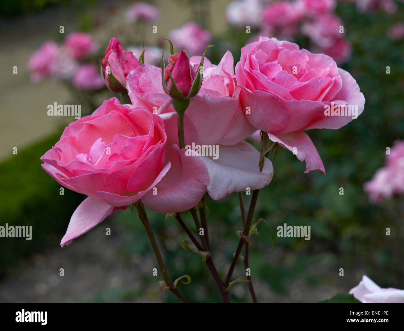 Detail der Rosen im Blumengarten am Bouges hautnah Stockfoto