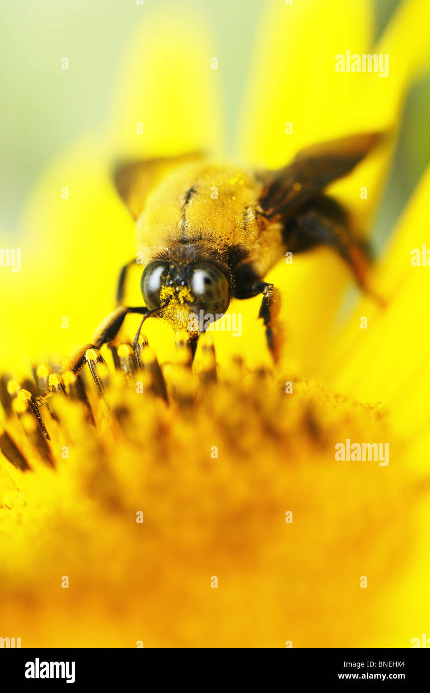In die gelbe Bienen nehmen Nektar Stockfoto