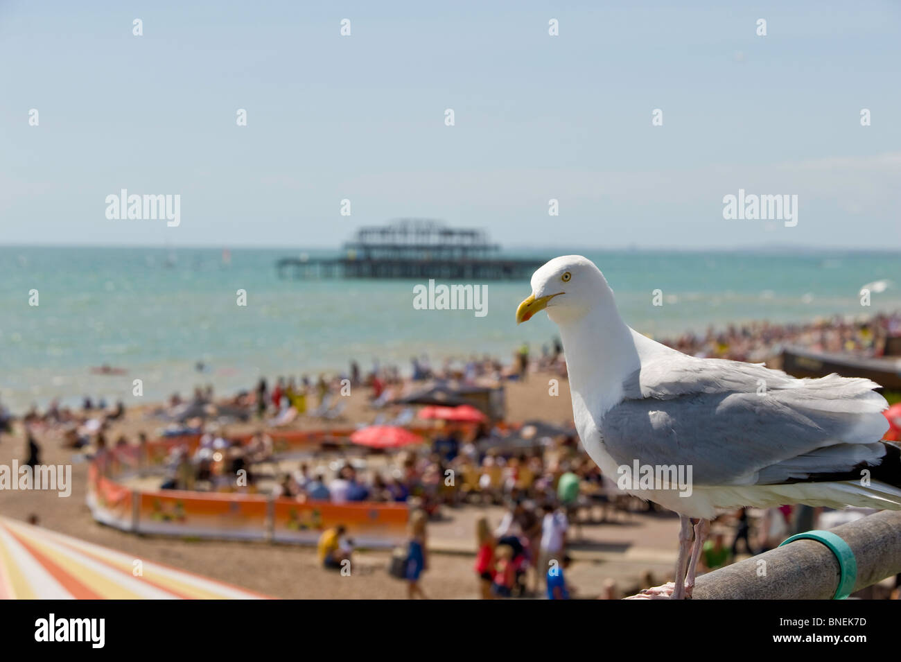 Direkt am Meer im Sommer, Brighton, East Sussex, Großbritannien Stockfoto