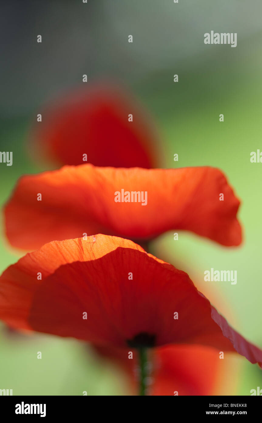 Mohn im wind Stockfoto