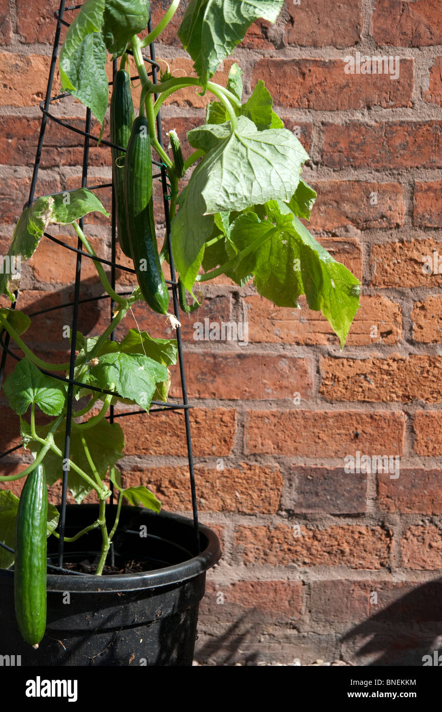 Gurkenpflanze -Fotos und -Bildmaterial in hoher Auflösung – Alamy