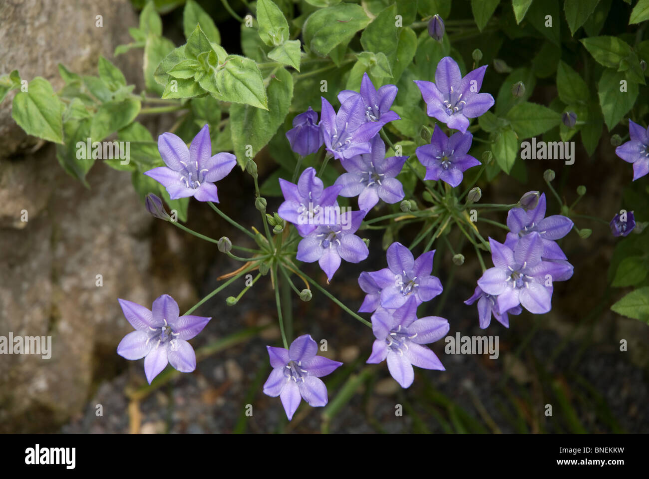 Blaue Steingarten Pflanzen - Triplett Lily - Kew Surrey England UK Stockfoto