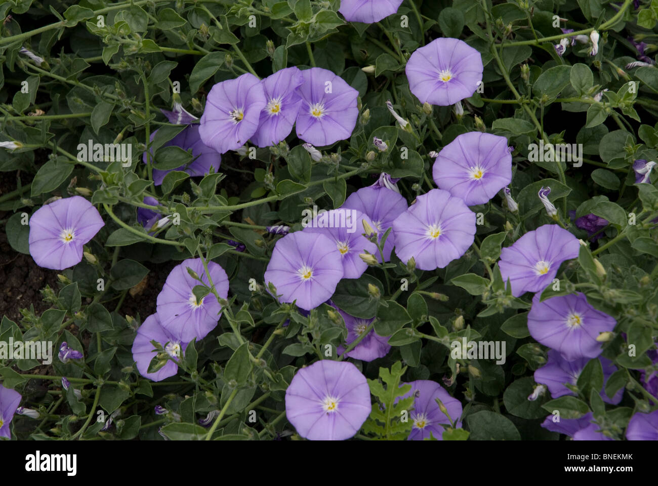 Convolvulus Sabatius Kew Surrey England UK Stockfotografie Alamy