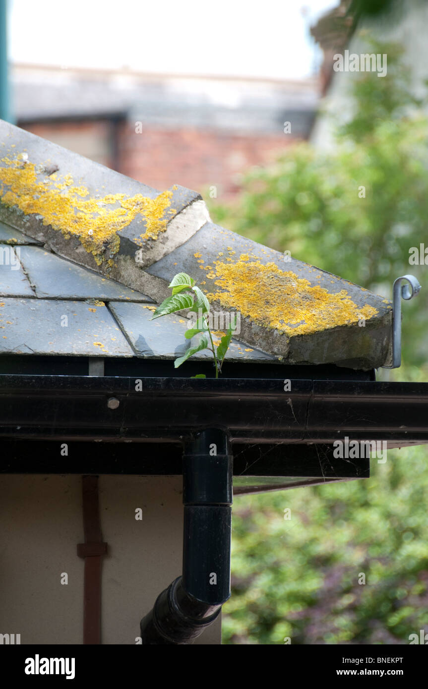 Dachrinnen mit Bäumchen-Baum wächst aus Fallrohr Stockfoto