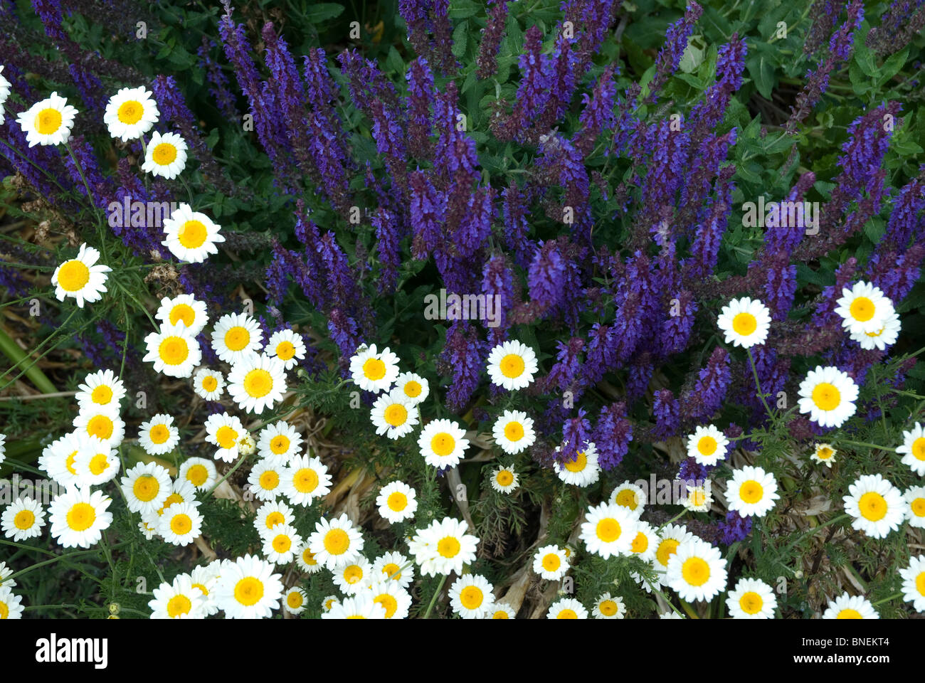 Gänseblümchen und Salvias Kew Surrey England UK Stockfoto