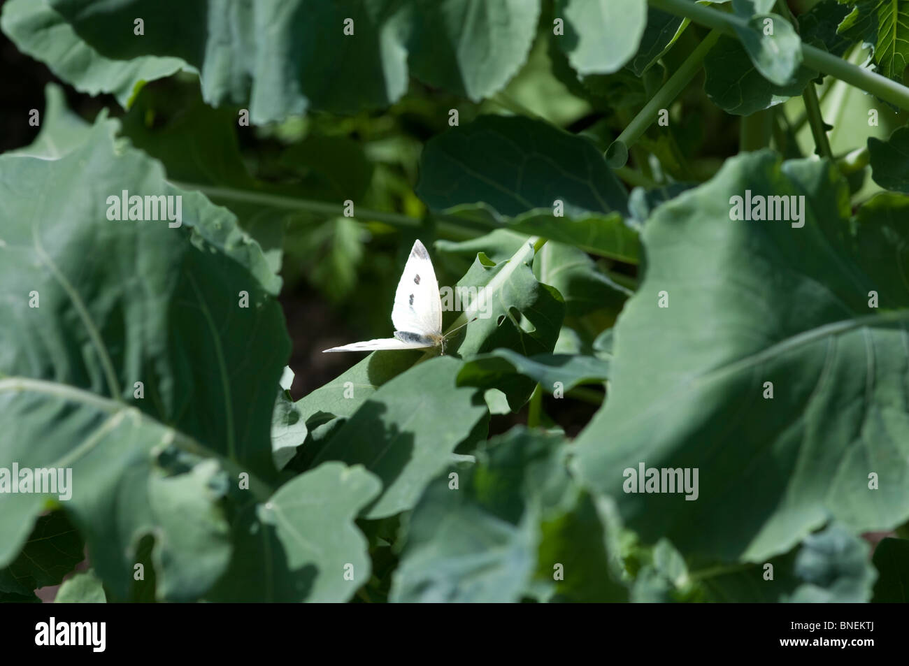 Kleiner weißer Schmetterling auf Brassica Pflanzen im Gemüsegarten Stockfoto