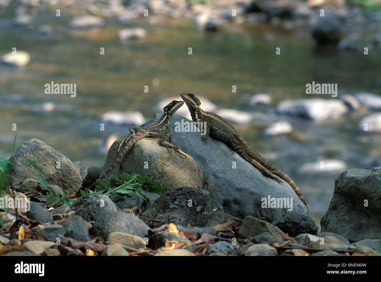 Zwei Erwachsene weibliche gemeinsame Basilisken (Basiliskos Basiliskos) ruht auf Renaturierung Felsbrocken in Costa Rica. Stockfoto