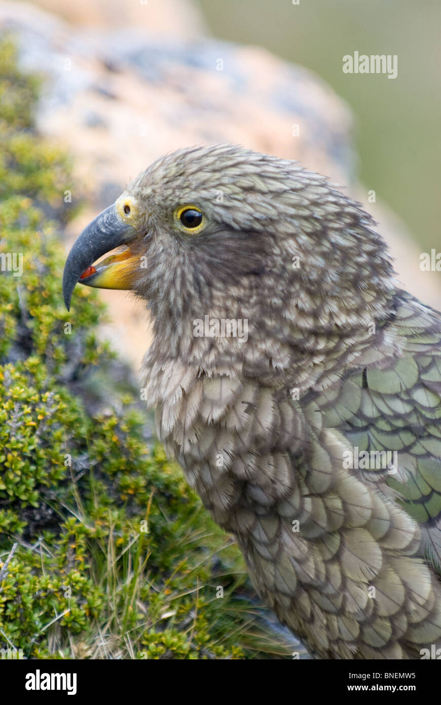 Kea oder Berg Papagei Nestor notabilis Stockfoto