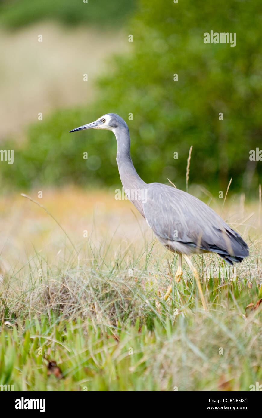 White-faced Reiher Egretta novaehollandiae Stockfoto