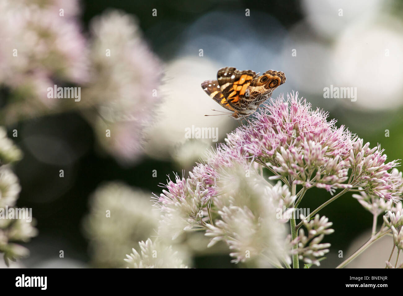 Amerikanischer Distelfalter Schmetterling (Vanessa Virginiensis) auf Joe Pye Weed (Eutrochium spp.) Blumen. Stockfoto