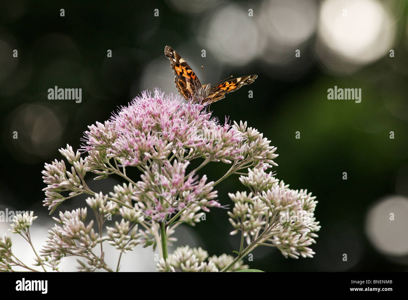 Amerikanischer Distelfalter Schmetterling (Vanessa Virginiensis) auf Joe Pye Weed (Eutrochium spp.) Blumen. Stockfoto