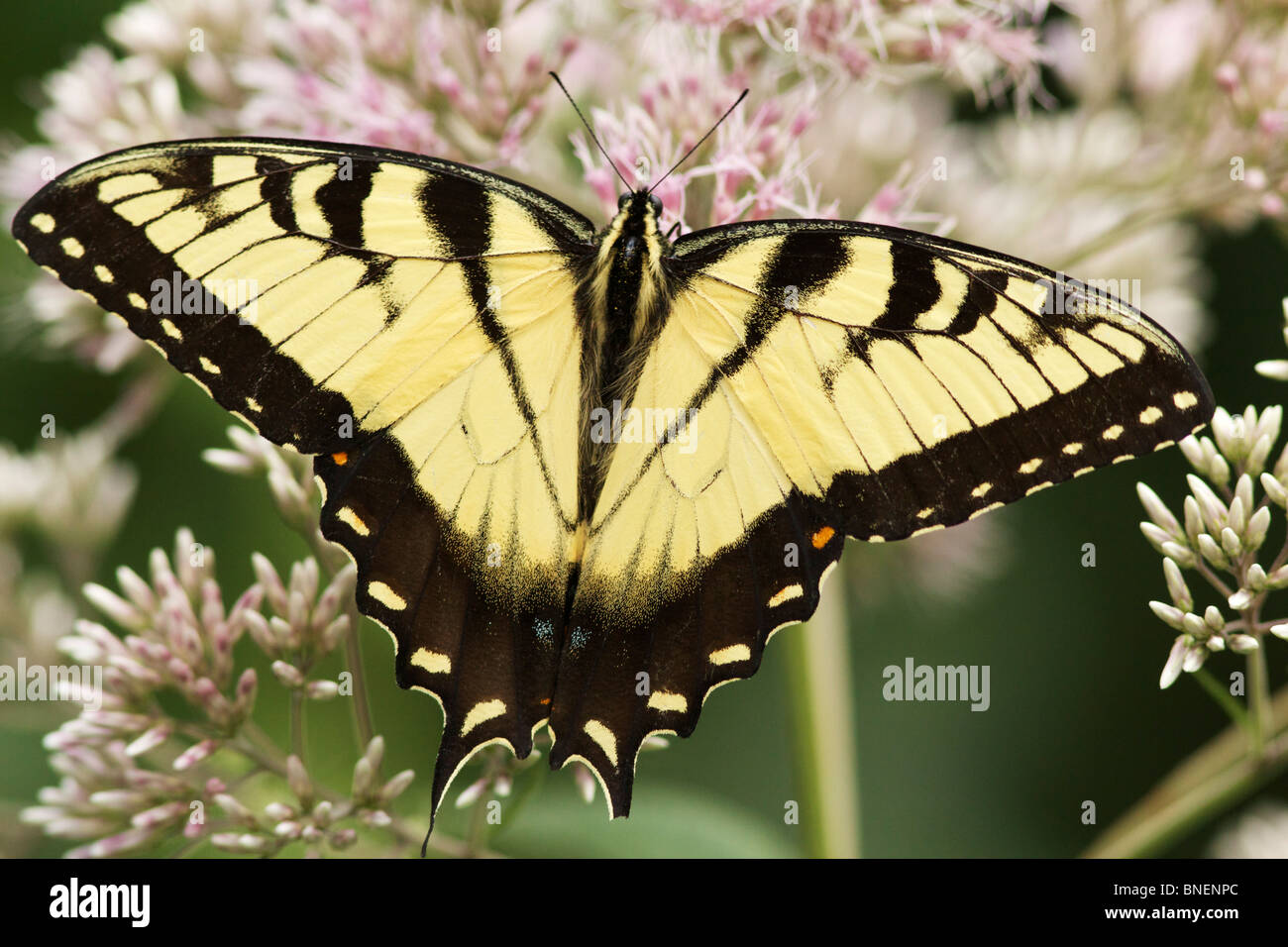 Männliche östliche Tiger Schwalbenschwanz (Papilio Glaucus) auf Joe Pye Weed (Eutrochium spp.) Blüten. Stockfoto