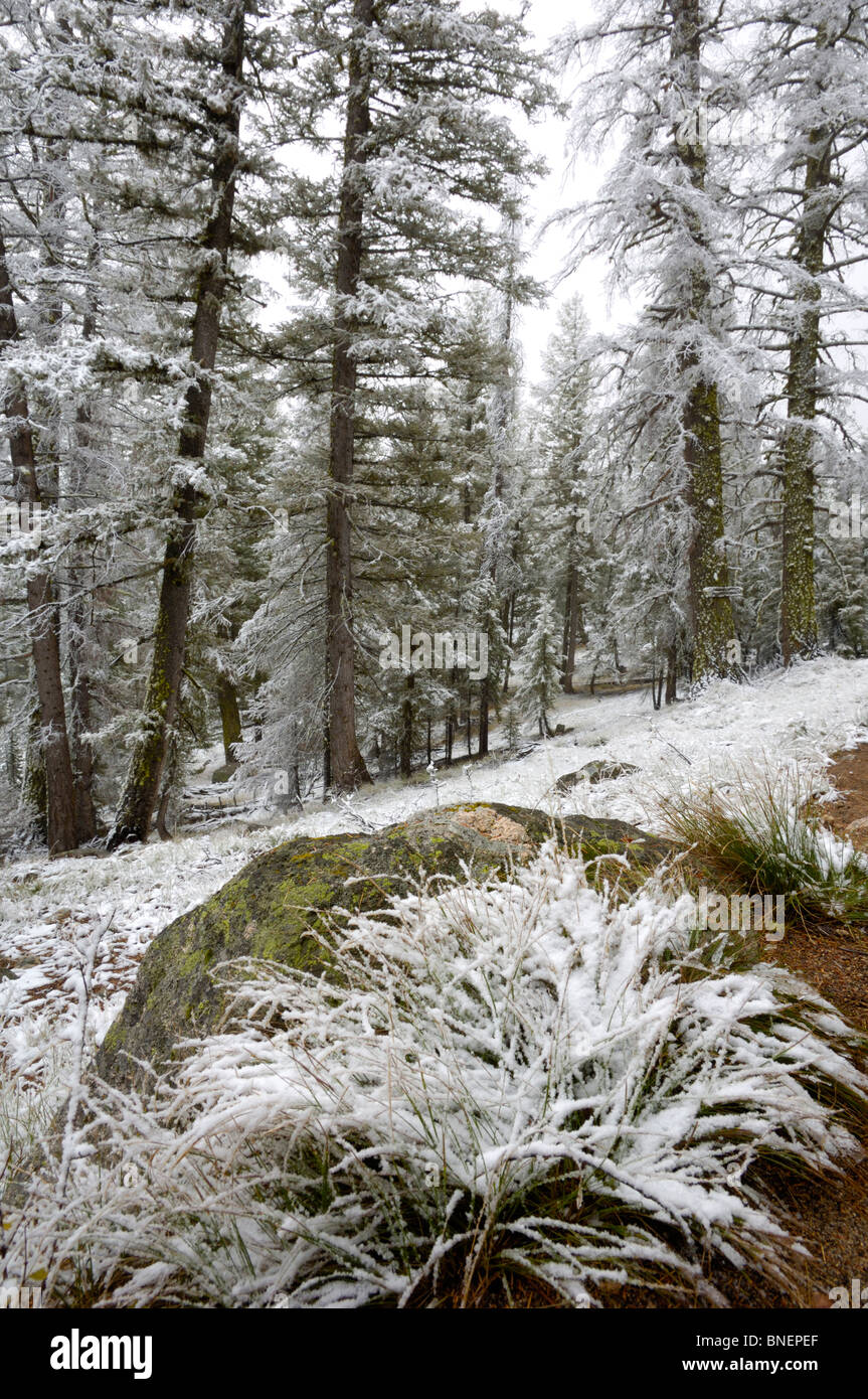 Schneebedeckte, Kiefern und Tannen Wald, Sawtooth Mountains, Rocky Mountains, Idaho, USA Stockfoto