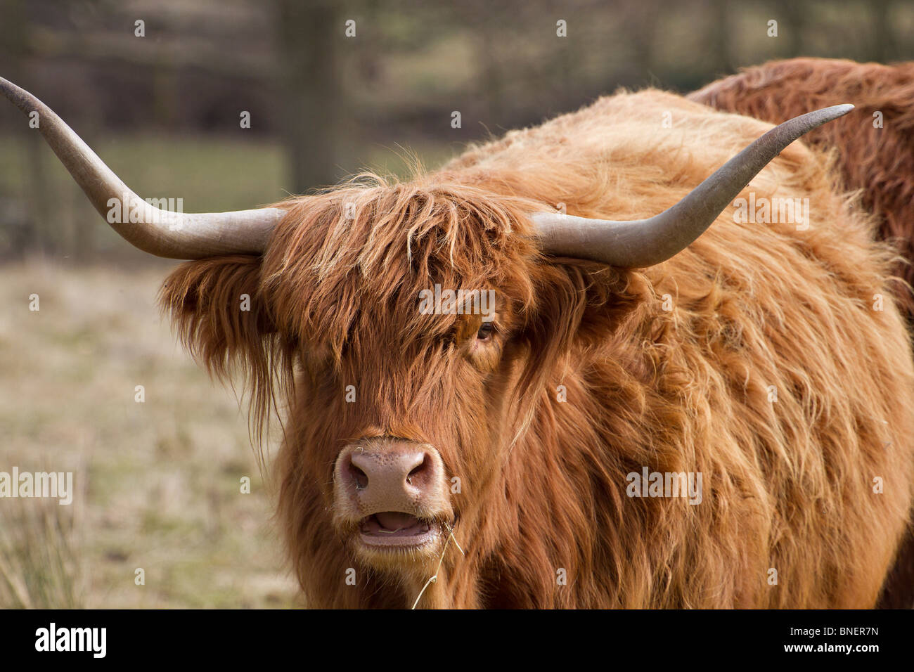 Highland-Kuh, die Fütterung auf silage Stockfoto