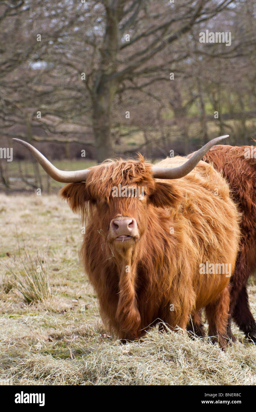 Highland-Kuh, die Fütterung auf silage Stockfoto