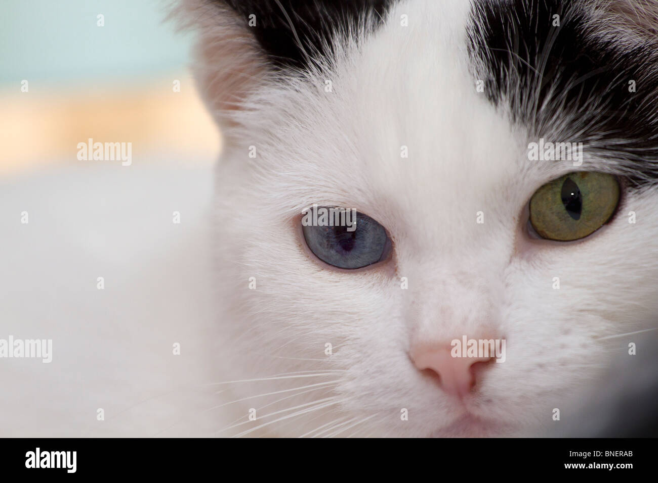 Porträt einer einzigen odd-eyed Hauskatze (Felis catus) Stockfoto