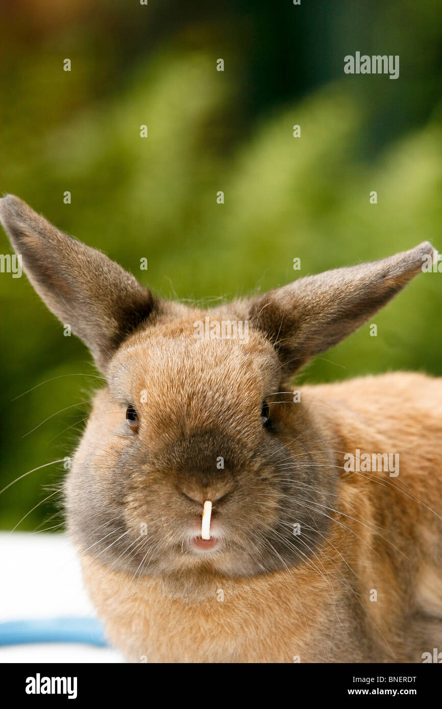 Hase Gesicht Mit Zahn -Fotos Und -Bildmaterial In Hoher Auflsung
