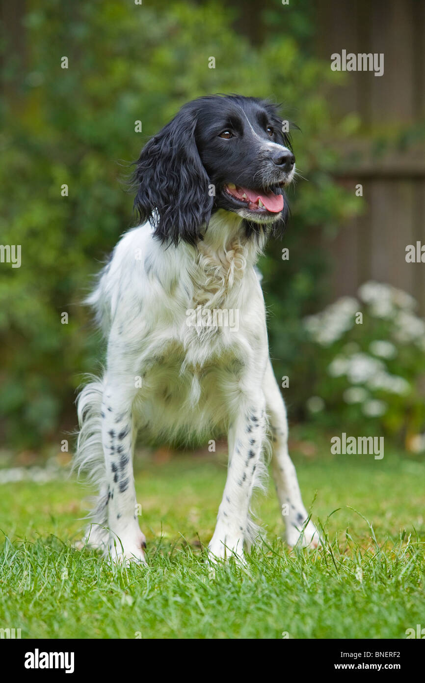 Ein Porträtfoto von einen schwarzen und weißen English Springer Spaniel Jagdhund stehen auf dem Rasen außerhalb arbeiten Stockfoto