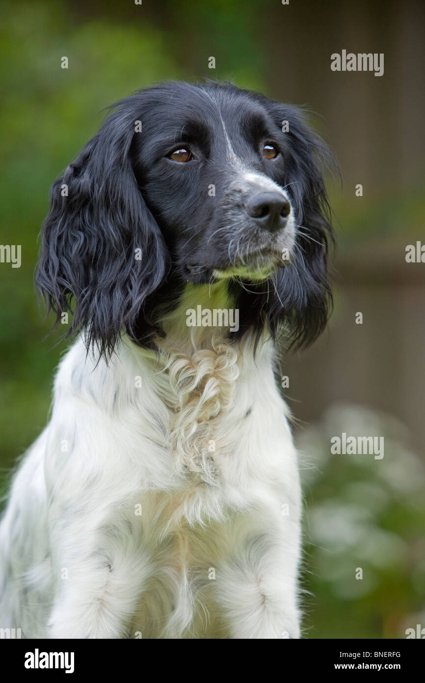Ein Porträtfoto von schwarz-weiß English Springer Spaniel Gun Gebrauchshund außerhalb Stockfoto