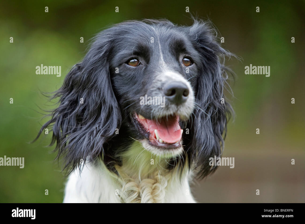 Ein Porträtfoto von schwarz-weiß English Springer Spaniel Gun Gebrauchshund außerhalb Stockfoto