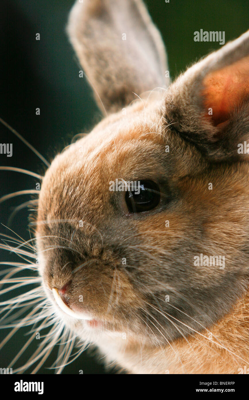 Zwerg-Kaninchen mit vorstehenden Schneidezahn Stockfotografie - Alamy
