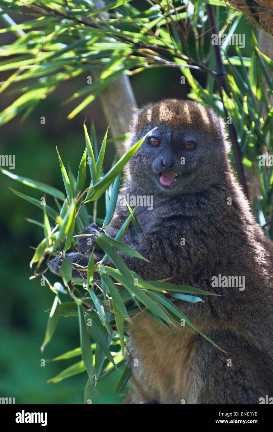 Alaotran sanfte Lemur (Hapalemur alaotrensis) essen Bambusblätter Stockfoto