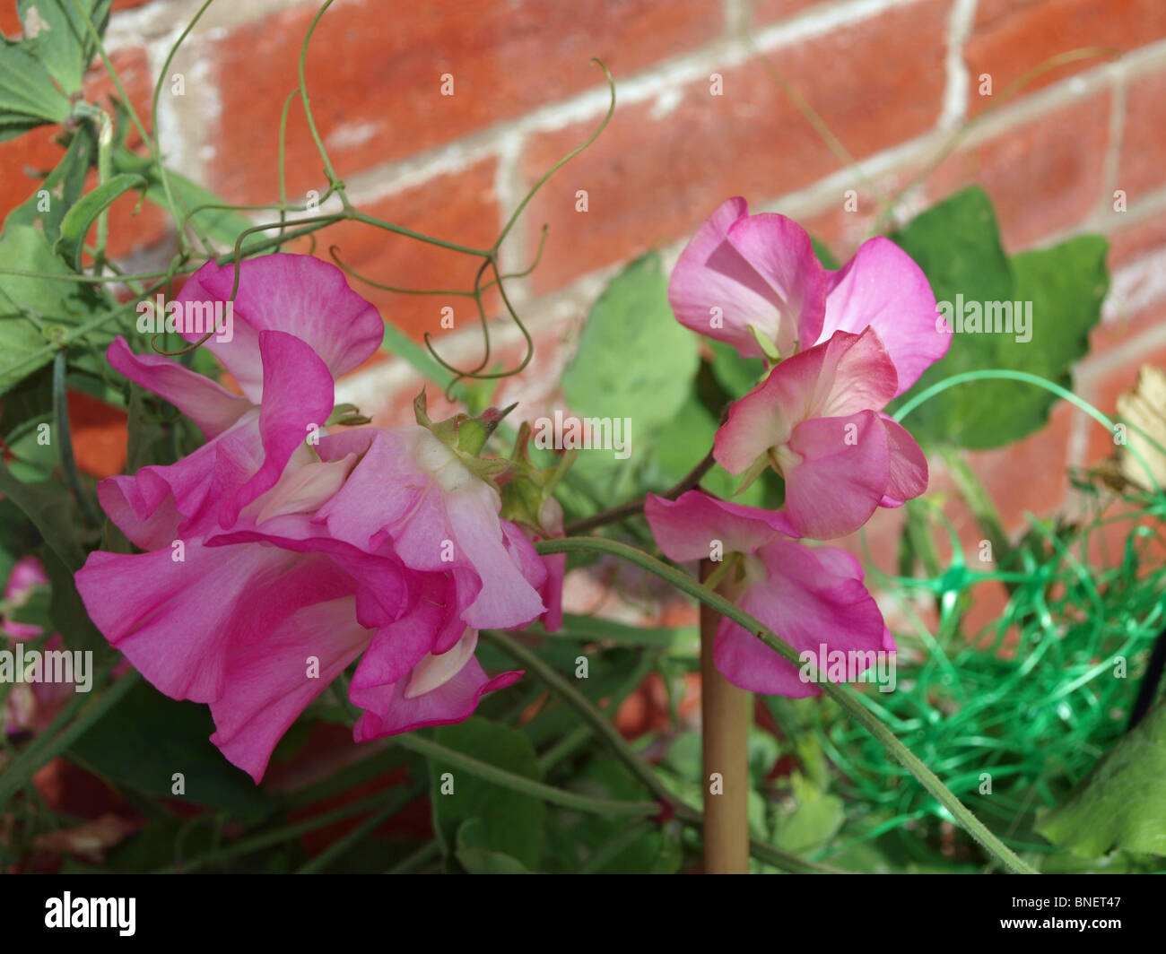 Tief rosa Wicken Stockfoto