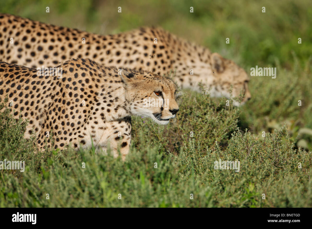 Zwei Geparden, Serengeti, Tansania Stockfoto