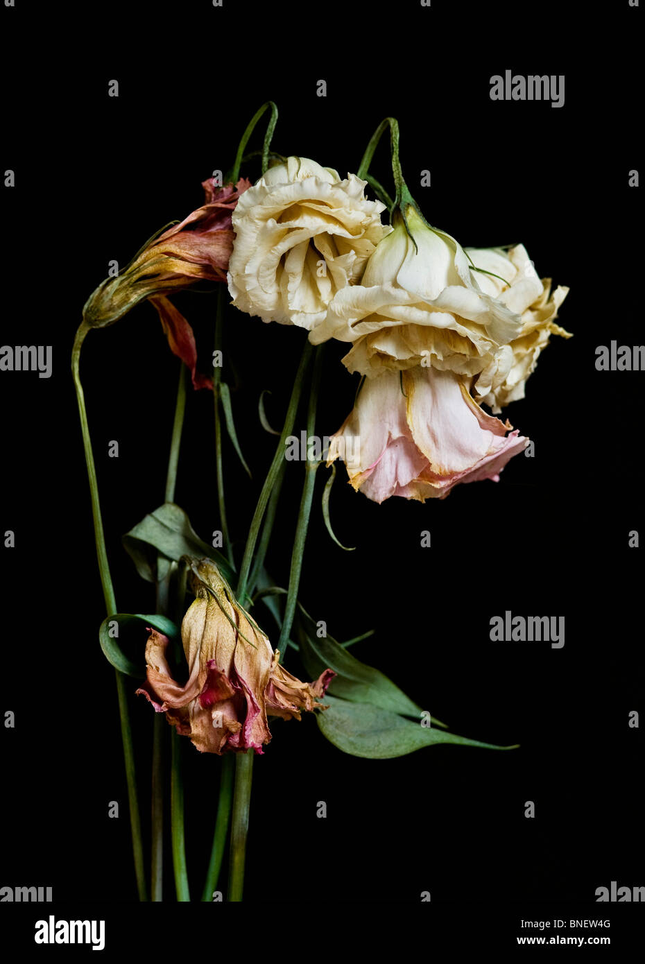 Ein Bouquet von sterbenden Trockenblumen auf einem schwarzen Hintergrund. Stockfoto