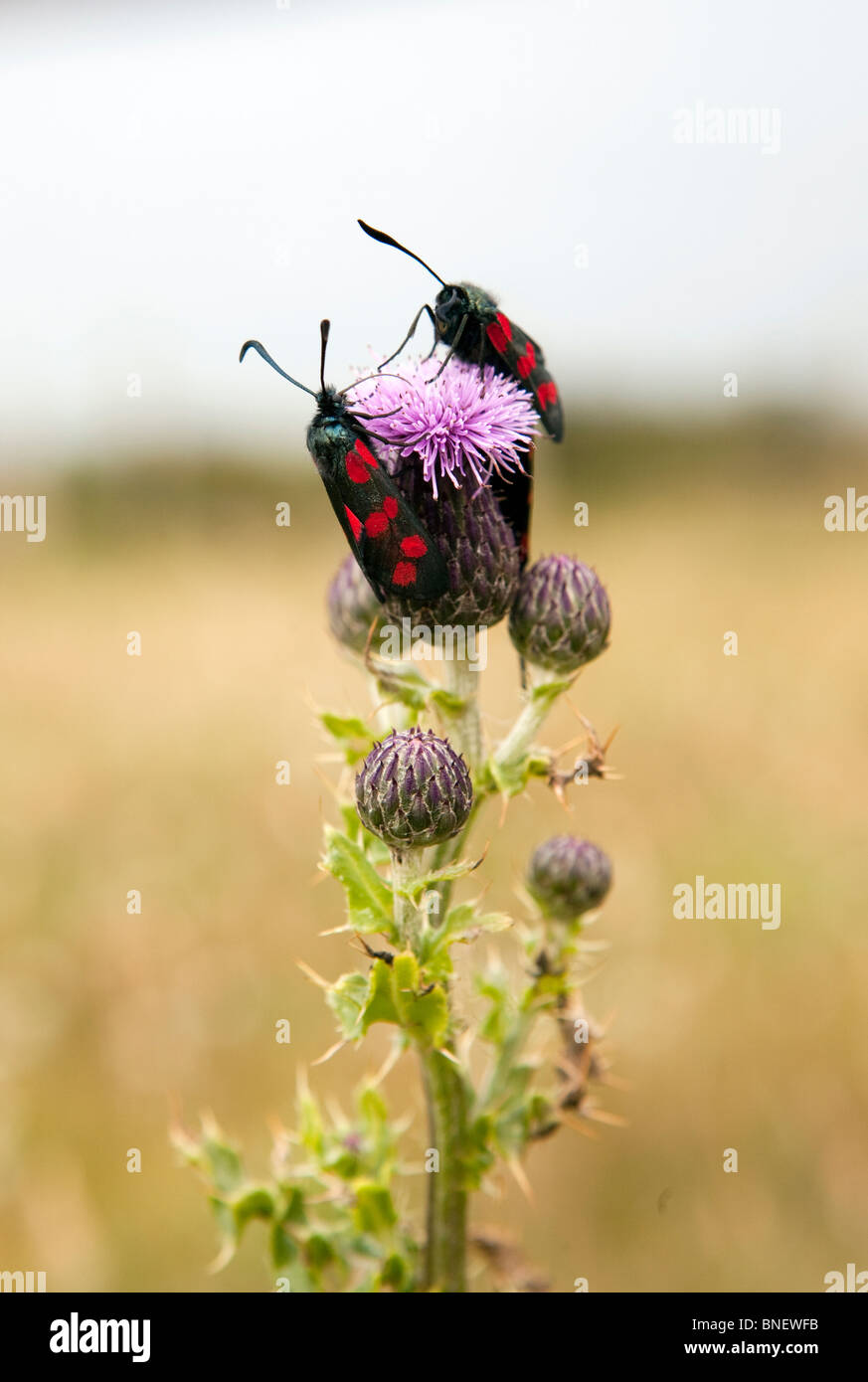 England, Wales, Gwynedd, Lleyn Halbinsel, Mynydd Cilan, zwei sechs spot Burnet Motten auf Distel Stockfoto