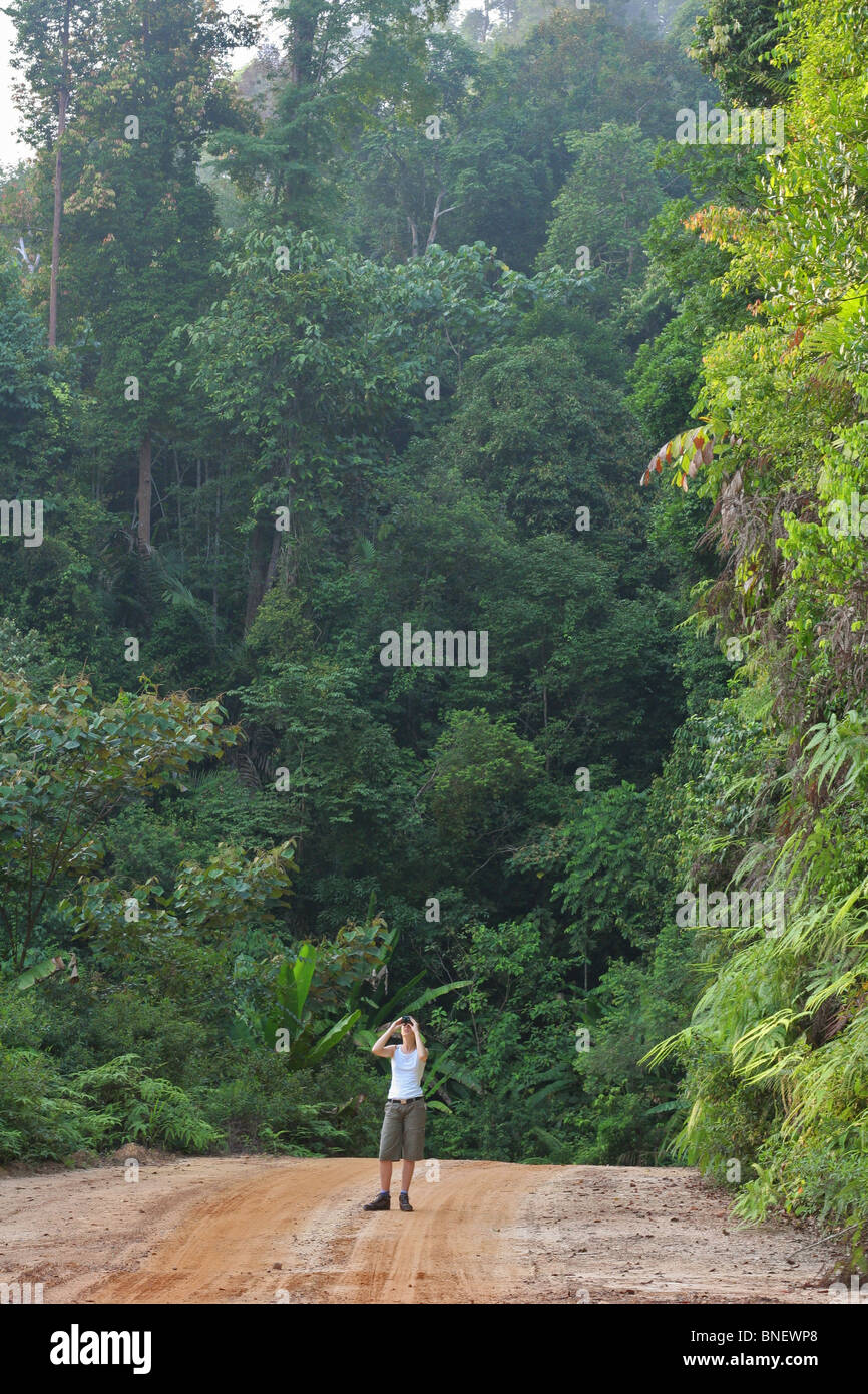 Frau-Vogelbeobachtung in einem tropischen Regenwald im Taman Negara Nationalpark, Malaysia Stockfoto