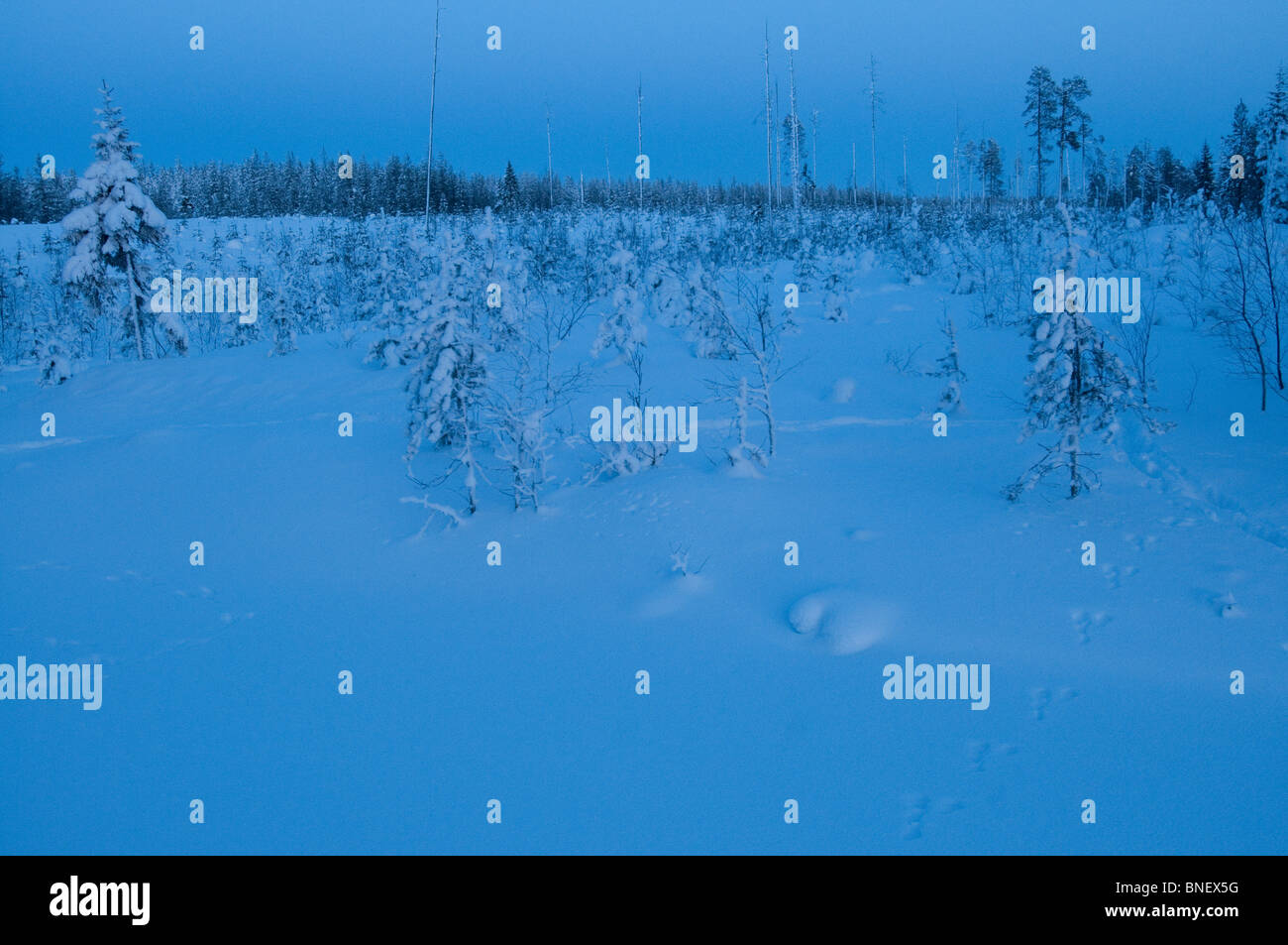 Taiga oder borealen Wald im Bereich Kuhmo Finnlands, nahe der russischen Grenze, im Februar Stockfoto