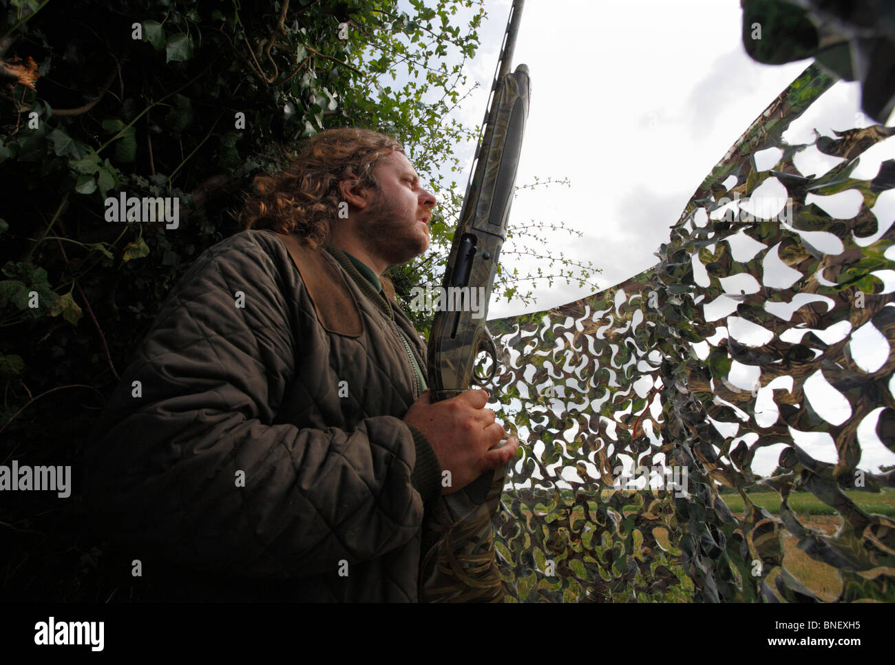 Ein Mann auf die Jagd Tauben mit einer Schrotflinte über Erbse Stoppeln von hinten ein verstecken in Norfolk. Stockfoto