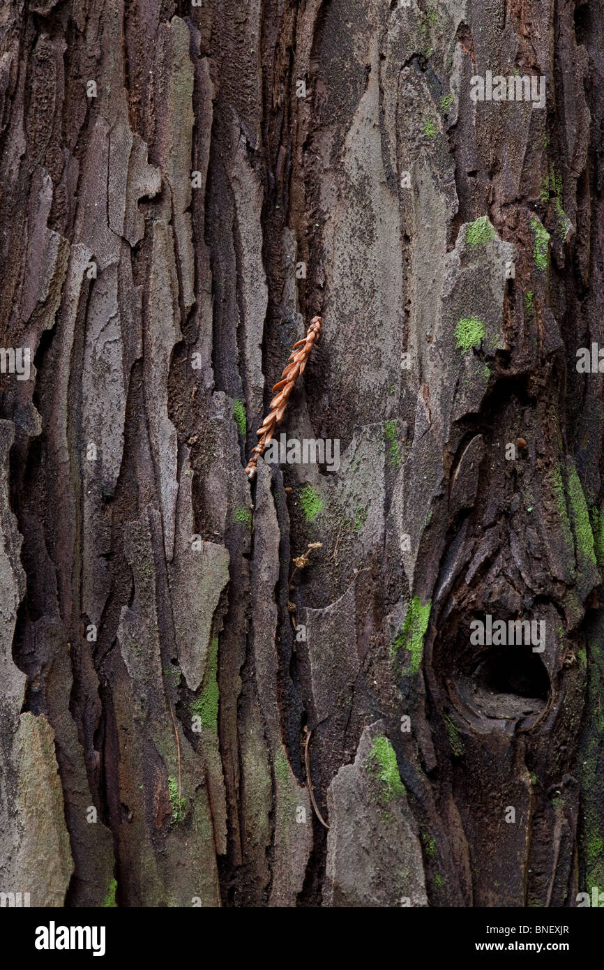 Baum-Rinde-Detail. Stockfoto