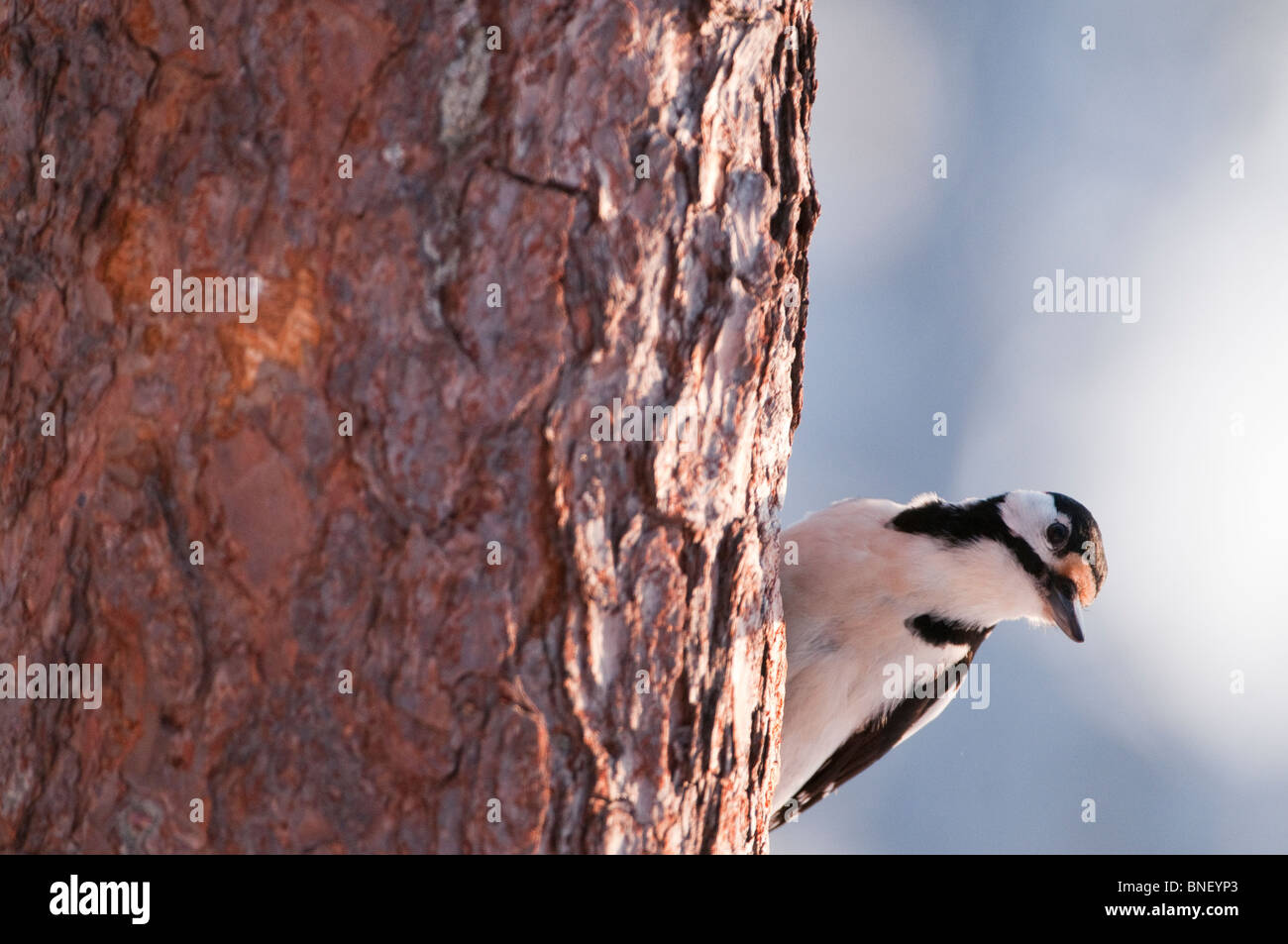 Buntspecht in einem Koffer in Winter, Oulanka Bereich, Finnland Stockfoto