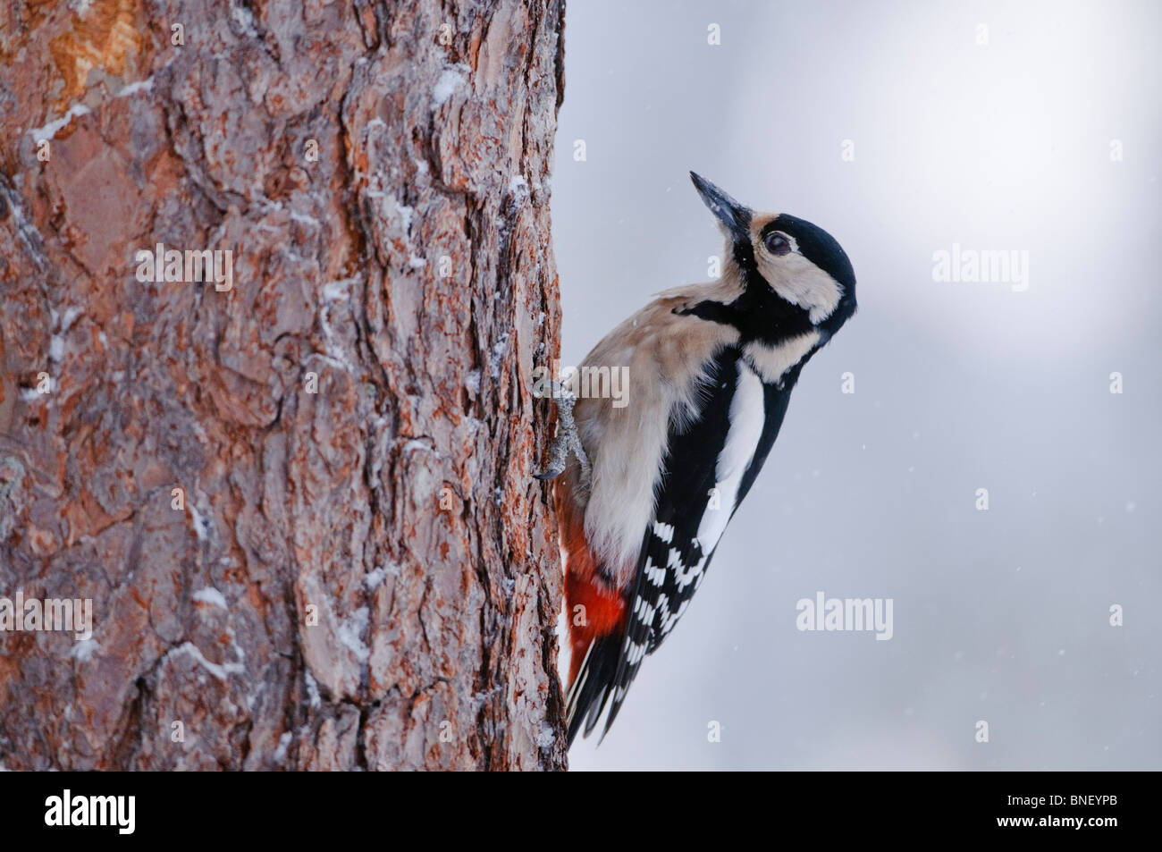 Buntspecht in einem Koffer in Winter, Oulanka Bereich, Finnland Stockfoto