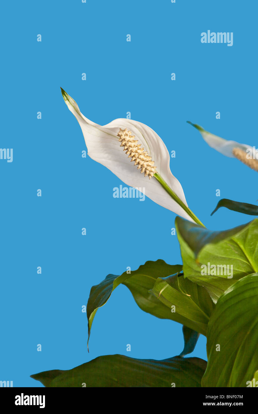 Tropische Pflanze Peace Lily (Spathiphillum) im Container.  © Myrleen Pearson Stockfoto