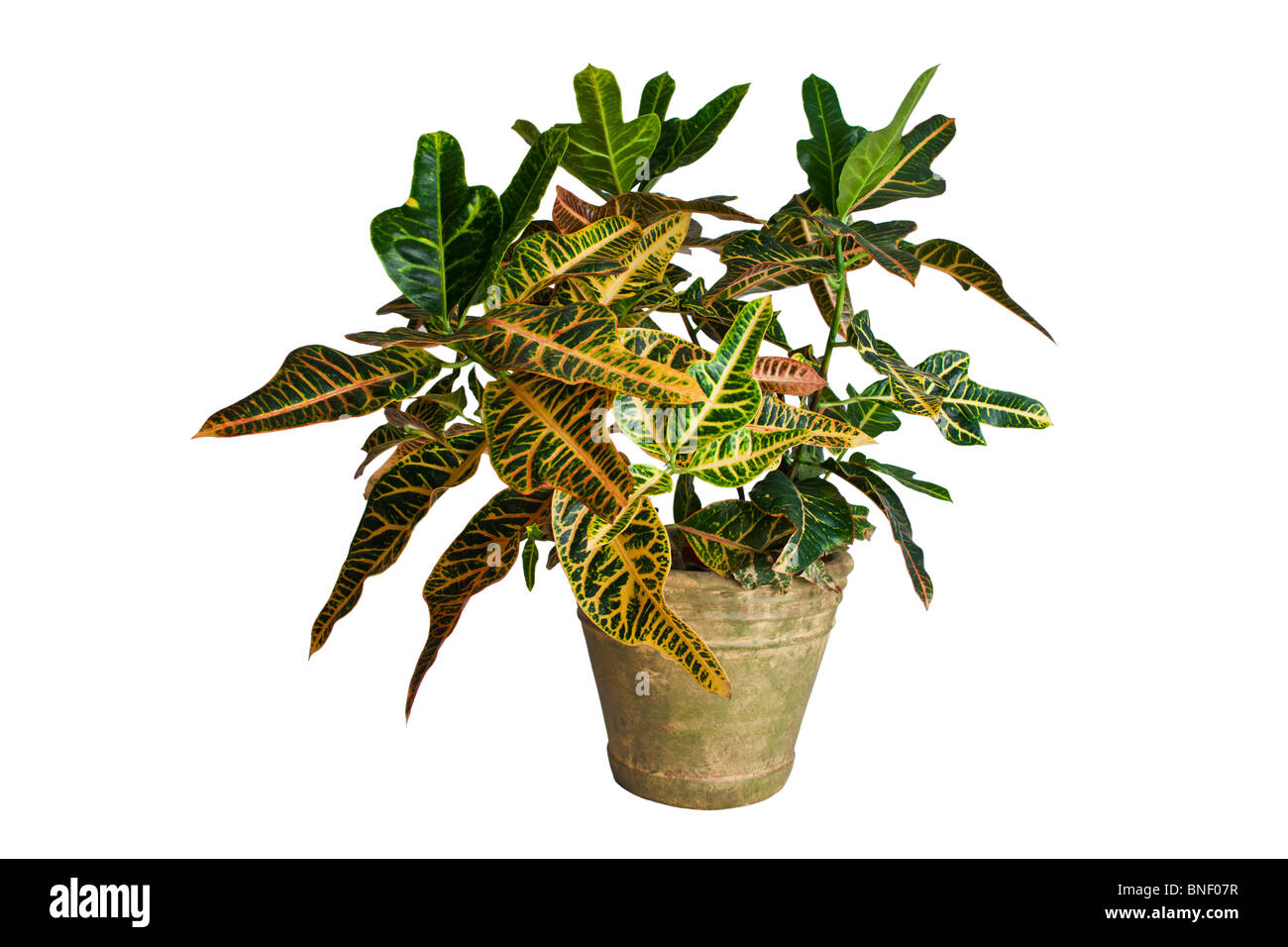 Tropische Kroton (Codiaeum Variegatum) Pflanze im Topf.  © Myrleen Pearson Stockfoto