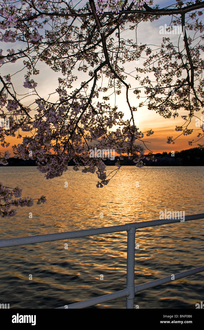 Cherry Blossom-Sonnenuntergang in Washington, D.C. Stockfoto