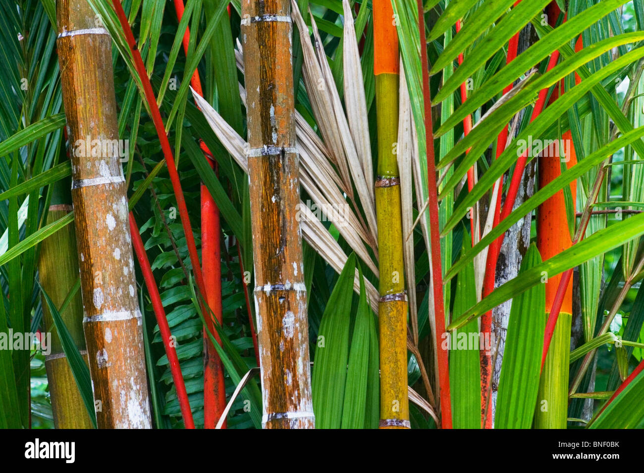 Rote Stängel und Blätter der roten Siegelwachs Palms (Cyrtostachys Renda), Sabah, Malaysia Stockfoto