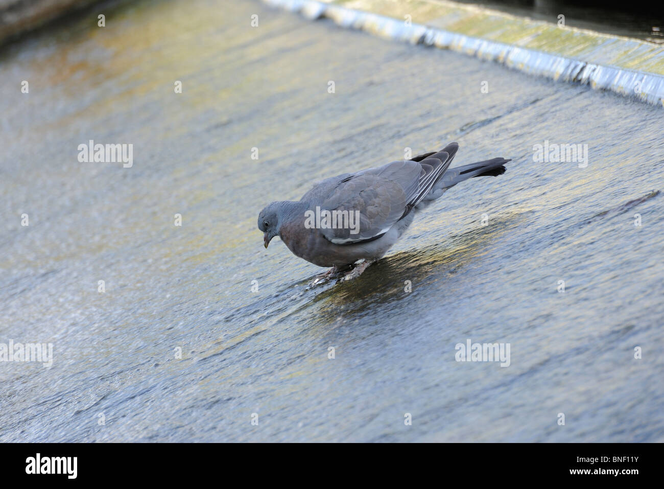 Taube in einem Brunnen, Kew Gardens, Surrey, Großbritannien Stockfoto