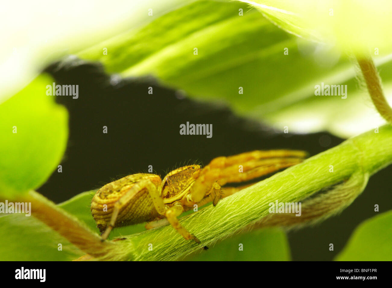 Weibliche xysticus crab Spider, sitzen unter einem Blatt und wartet auf Beute Stockfoto