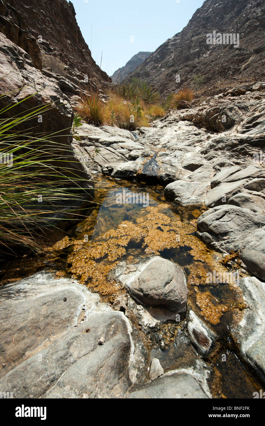 Wadi in Fujairah, Vereinigte Arabische Emirate Stockfotografie Alamy